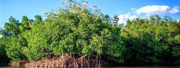 manglares cuba